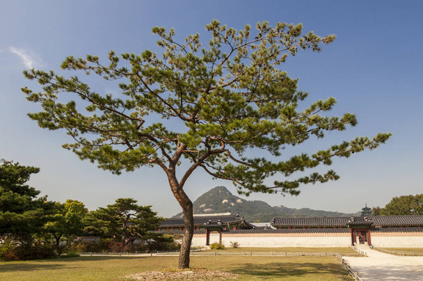 Μοναχικό πεύκο στο παλάτι Τσανγκντεοκγκούνγκ. Σεούλ, Κορέα. - Φωτογραφία, εικόνα