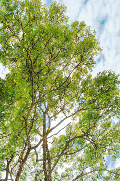 Arbre vert avec branches
 - Photo, image