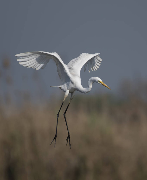 The great Egret landing - Photo, Image