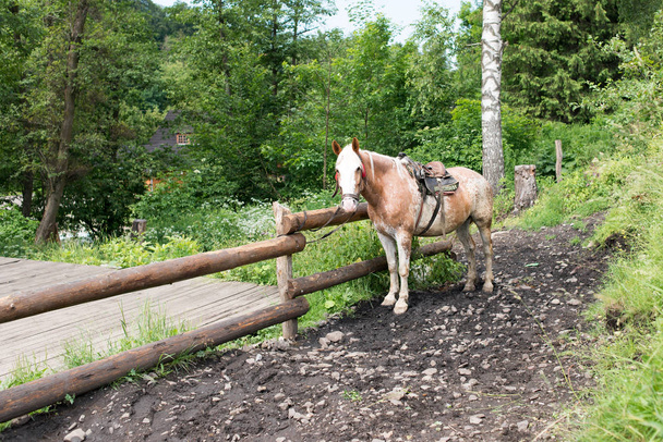 Il cavallo è legato ad una recinzione
 - Foto, immagini