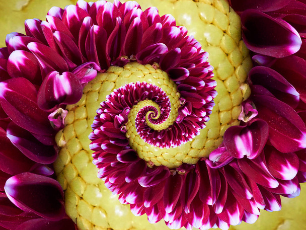Magenta yellow flower spiral abstract fractal effect pattern background. Floral spiral abstract pattern fractal. Incredible red yellow flowers pattern round circle spirally incredible background - Fotografie, Obrázek