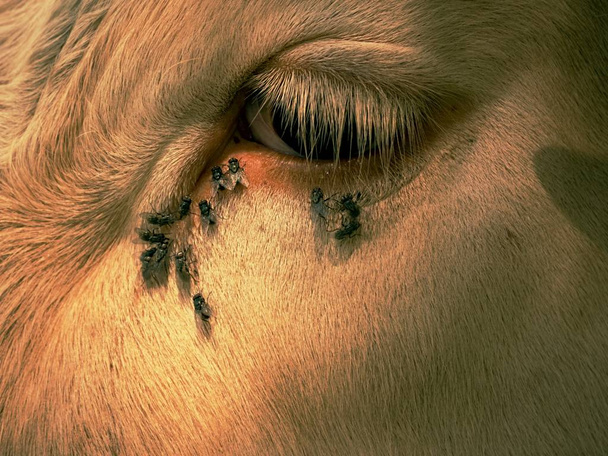 Деталь білого коров'ячого ока з багатьма дратівливими мухами. Мухи сидять або впадають у коров'яче око. Біла корова спить
 - Фото, зображення