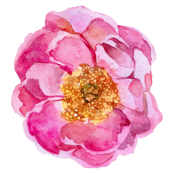 Wildflower peony flower in a vector style isolated. - Vector, Image