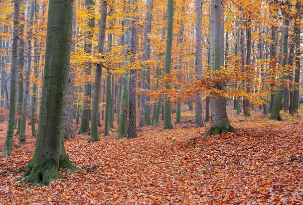 Autumn beech forest - Photo, Image