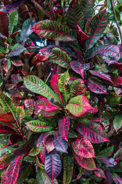 Tropical Plant Macro 4 - Photo, Image