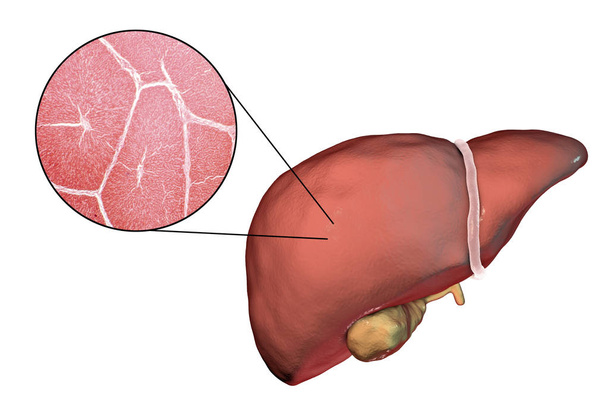 Liver illustration and micrograph - Photo, Image