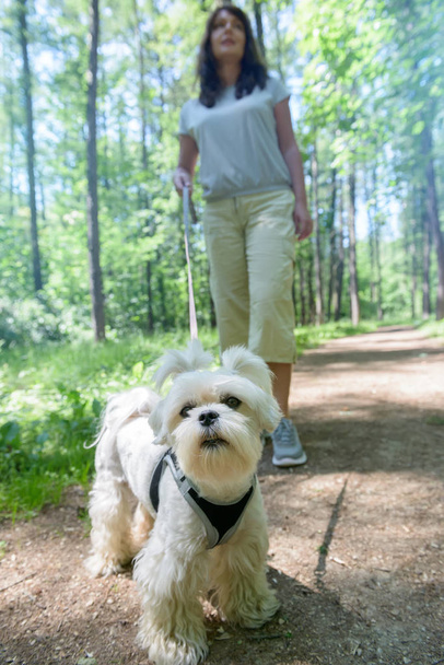 Woman walking with dog - 写真・画像