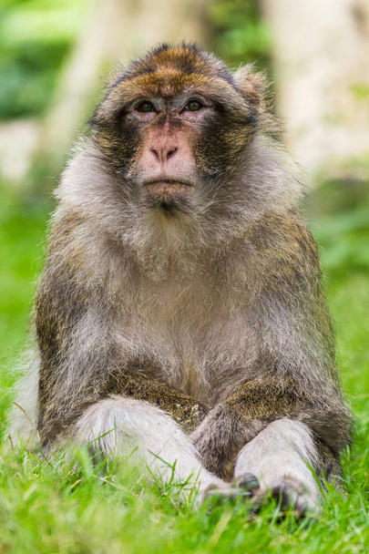 Eski Barbary makak güneş rahatlatıcı - Fotoğraf, Görsel