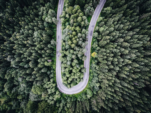 Road in the forest - Photo, Image