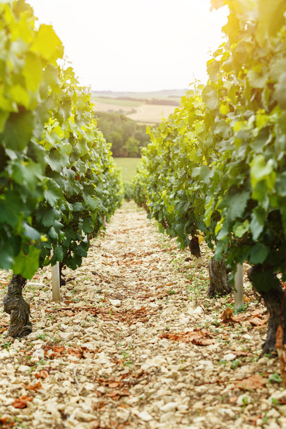 Wine design vineyard - Foto, afbeelding