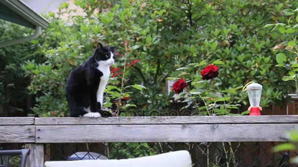zwart-witte kat in de buurt van rozen - Video