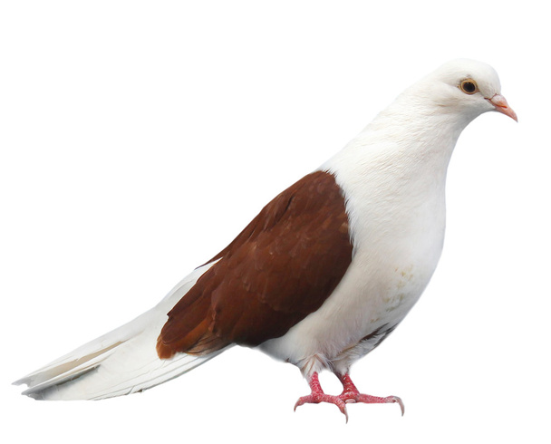 oturur beyaz bir arka plan üzerinde izole kahverengi beyaz güvercin - Fotoğraf, Görsel