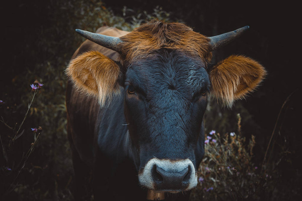  Cow grazing on the field - Valokuva, kuva