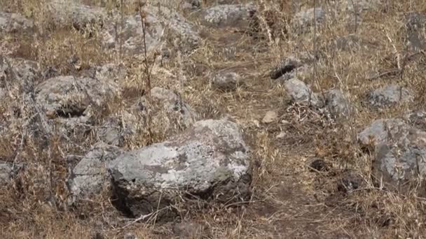 Slow Pan up Remains of Roman Road in Israel  - Footage, Video