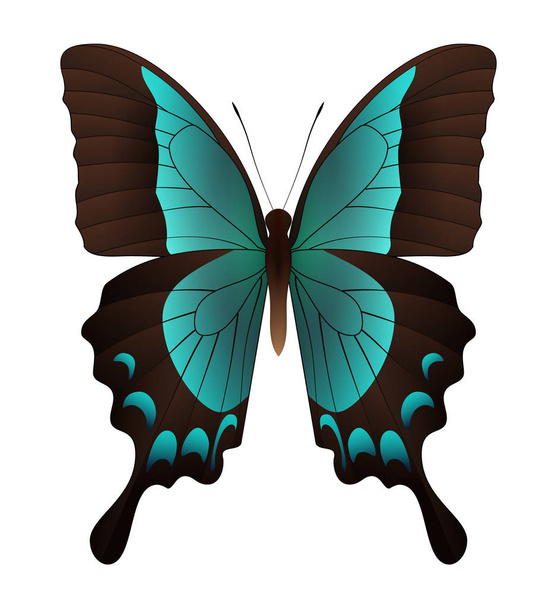 Gyönyörű pillangó elszigetelt fehér háttér - Vektor, kép