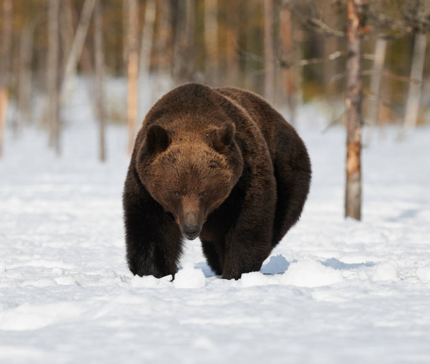 urso marrom na neve - Foto, Imagem