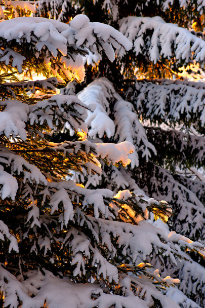 Ялина зі снігом на сонці
 - Фото, зображення