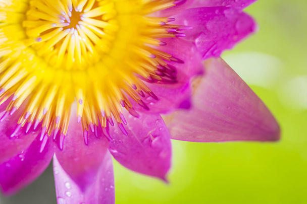 Close-up kleurrijke lotus gebruikt als achtergrond  - Foto, afbeelding