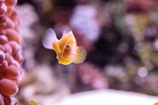 Clownfish mouffette orange appelé Amphiprion perideraion
 - Photo, image