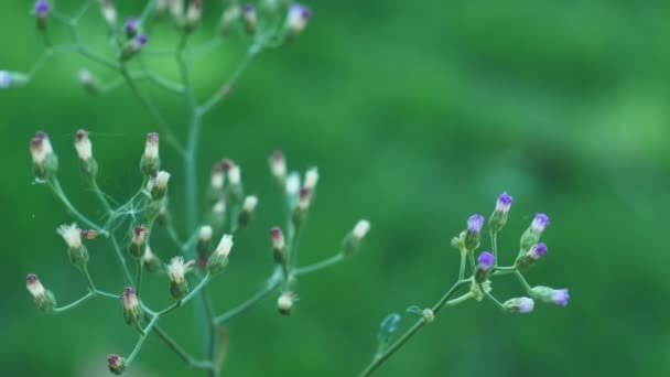 Closeup Little ironweed, Ash-coloured fleabane, Ash-coloured ironweed, Purple fleabane, Purple-flowered fleabane or Cyanthillium cinereum (L.) H.Rob. with bokeh green background - Кадри, відео