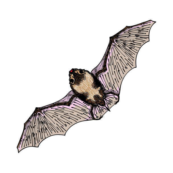 Stylized hand drawing vampire bat. . - Vector, Image