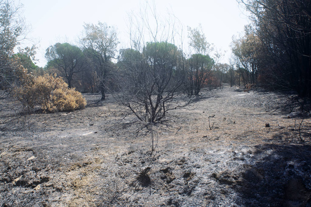 сосновий ліс Castel Fusano в Римі спустошений від полум'я - Фото, зображення