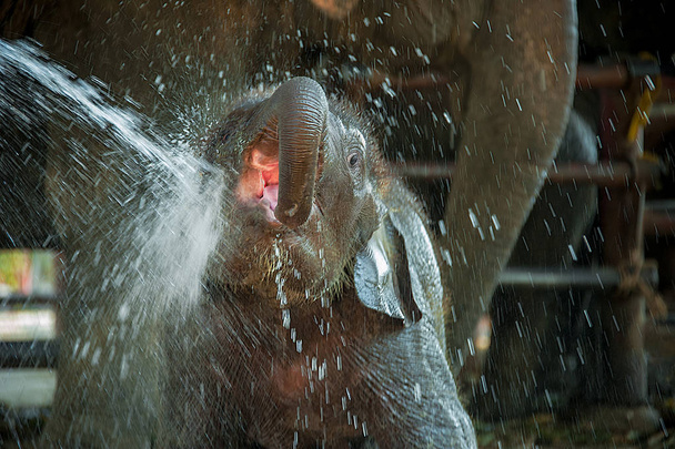 Μωρό ελέφαντας παίζει με το νερό.  - Φωτογραφία, εικόνα