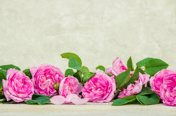 Beautiful background with pink roses. Selective focus.  - Φωτογραφία, εικόνα