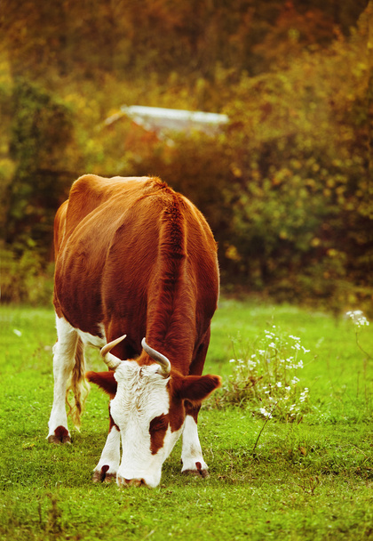Retrato de cerca de la vaca blanca y marrón
 - Foto, imagen