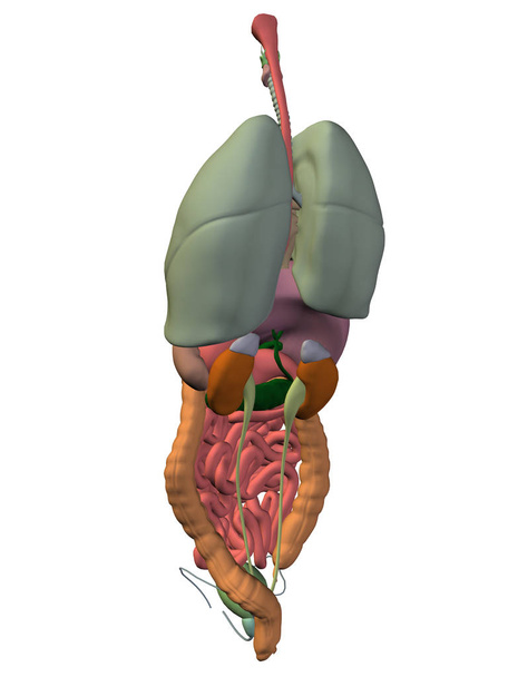  digestive system  illustration  - Photo, Image