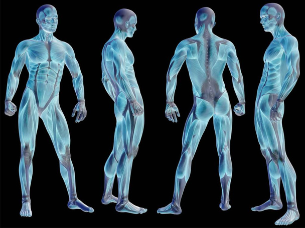 ілюстрація анатомії людини
  - Фото, зображення