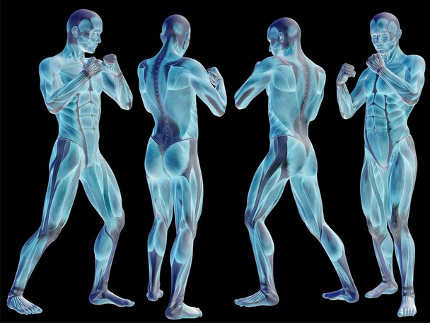 insan anatomisi illüstrasyon  - Fotoğraf, Görsel