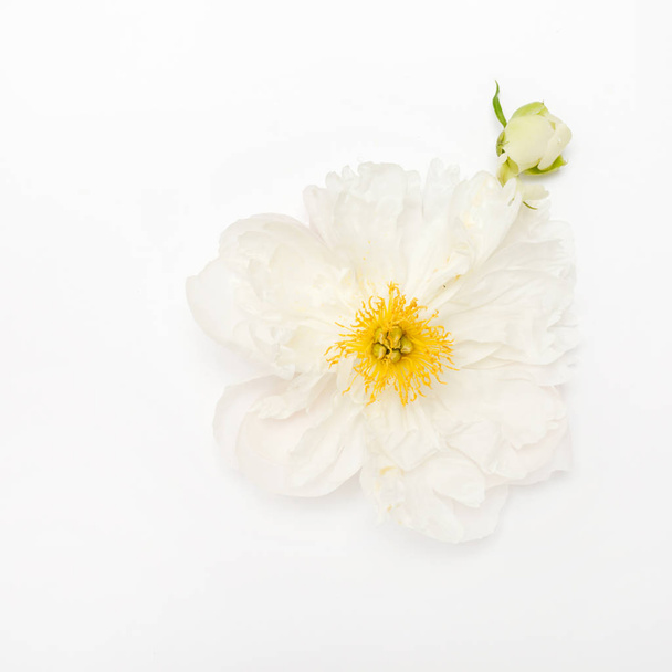 beautiful peony flower - Photo, image