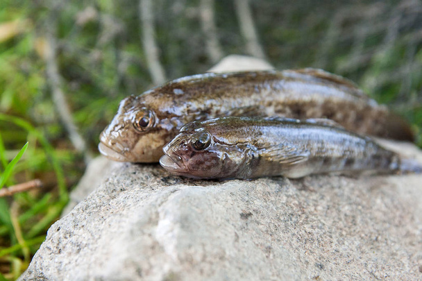 Freshwater bullhead fish or round goby fish just taken from the  - Photo, Image