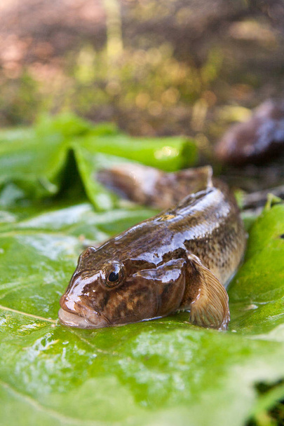 Close-up van zoetwater bullhead vis of ronde goby vis jus - Foto, afbeelding