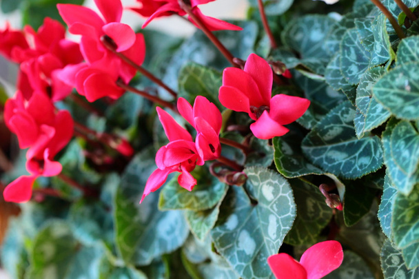 Kırmızı ve pembe Siklamen çiçek arka planı için - Fotoğraf, Görsel