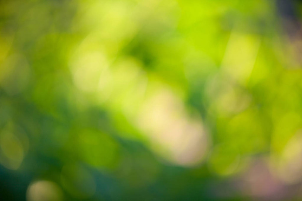 Hermosa hoja de fondo verde borrosa de árboles
 - Foto, Imagen