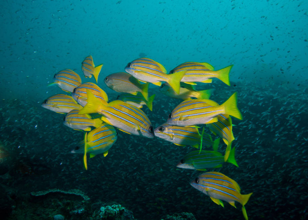 Scuola di Snapper sott'acqua, pesci gialli, nuoto lontano dalla fotocamera sulla barriera corallina
. - Foto, immagini
