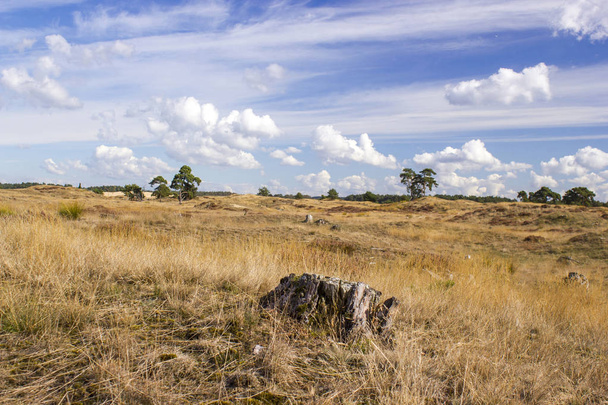 Τοπίο στο Εθνικό Πάρκο Hoge Veluwe στην Ολλανδία. - Φωτογραφία, εικόνα