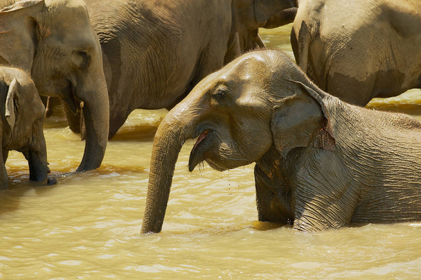 川ピンナワラ, スリランカの象入浴. - 写真・画像