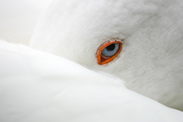 witte vogel met blue eye - Foto, afbeelding