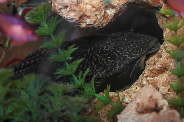 Aquarium catfish closeup - Photo, Image