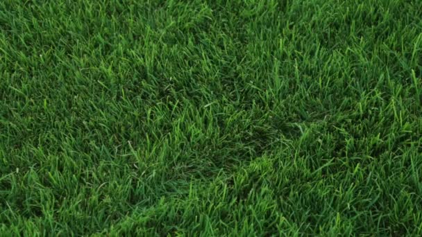 Baseballovou pálkou připadá na trávě. Baseball rohlíky na zemi. - Záběry, video
