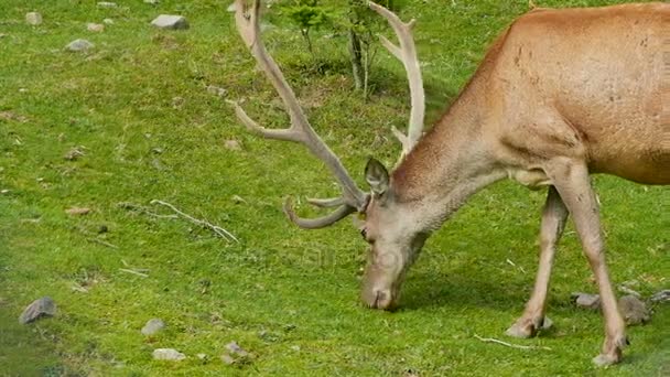 Ciervo joven con cuernos comiendo hierba verde en un prado en el bosque
 - Metraje, vídeo