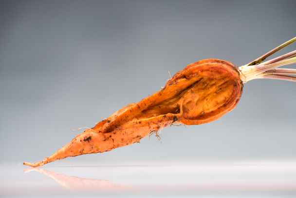 παλιά σάπιο καρότο σε ανακλαστική επιφάνεια - Φωτογραφία, εικόνα
