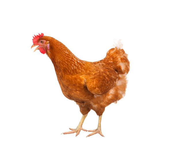 full body of brown chicken ,hen standing isolated white backgrou - 写真・画像