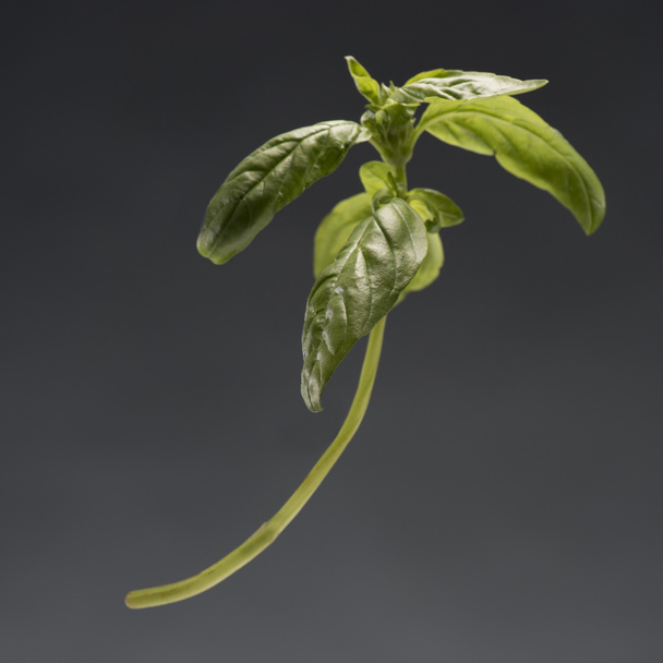 ветвь здорового спелого базилика
 - Фото, изображение