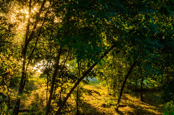 Літній краєвид на березі річки зелений при сходом сонця, Росія, Ростовської області, Дон - Фото, зображення