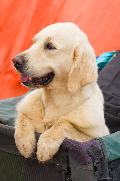 Labrador retriever close-up - Фото, зображення