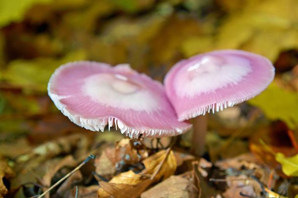 mycena pura sientä
 - Valokuva, kuva